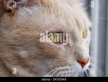 A cat with green-gold eyes, looking intently out a window. Stock Photo