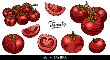 Set of tasty and fresh red tomatoes, hand drawn vegetables in engraved old traditional style. sketch or linework drawing for product or food store Stock Vector