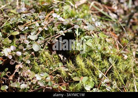 Mossy green vine covered forest floor Stock Photo