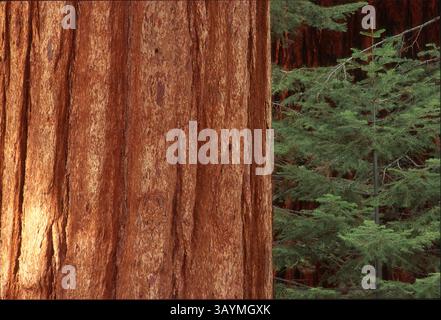 Giant sequoia (Sequoiadendron giganteum) tree trunk. This large and long-lived evergreen tree has been known to reach upwards of 90 metres with trunk diameters ranging from 6â€“8 metres. It is classified as 'endangered' by the International Union for Conservation of Nature (IUCN) with fewer than 80,000 remaining in its native California. Photographed in the Mariposa Grove of Giant Sequoias in Yosemite National Park, California, USA. Stock Photo