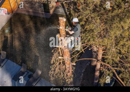 Tree surgeon using a chainsaw to cut the trunk of a tree into smaller logs before felling, USA. Stock Photo