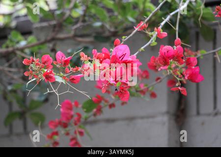 small pink flowers growing on tree branch Stock Photo