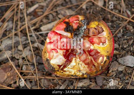 rotted pomegranate with red seeds Stock Photo