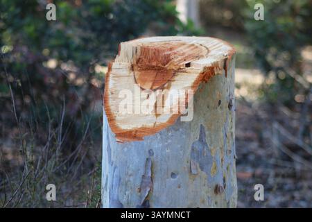chopped off wood tree stump Stock Photo