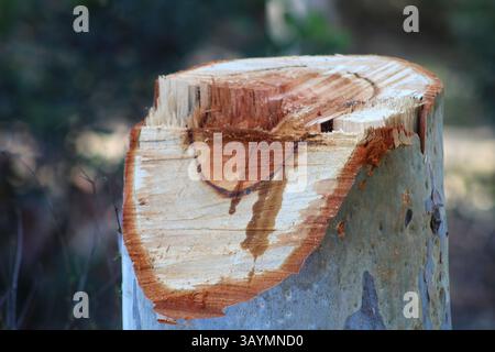 chopped off wood tree stump Stock Photo