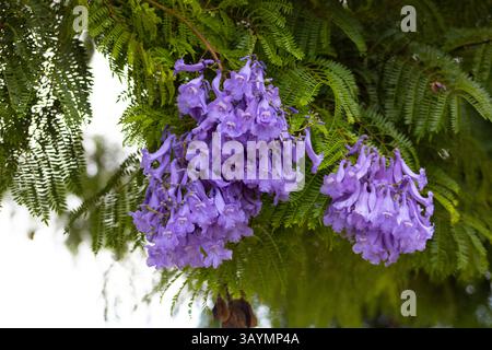 small purple flower blossoms in nature Stock Photo