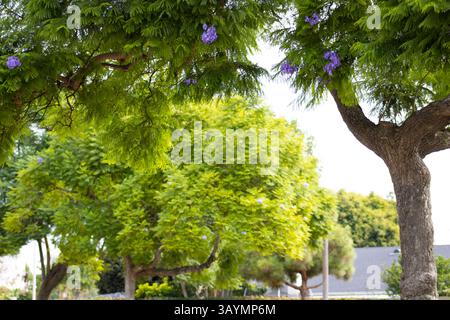 small purple flower blossoms in nature Stock Photo