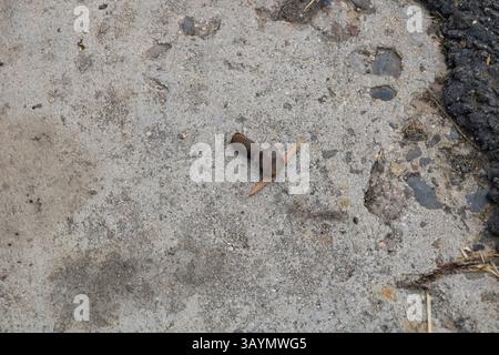 rusted metal screw with bolt on end Stock Photo