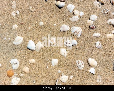 Close-up top view of various seashells scattered on the sand of a sunny beach. Natural texture background suitable for summer, vacation, or coastal th Stock Photo