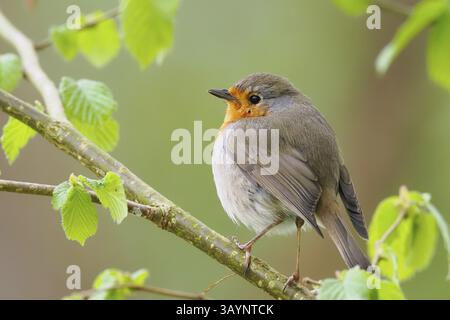 Robin (Erithacus rubecula) on a branch, surrounded by delicate spring leaves, Hesse, Germany, Europe Stock Photo
