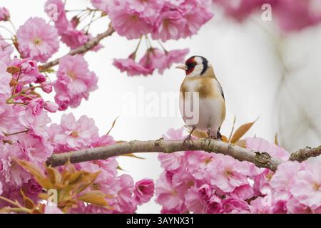 Goldfinch (Carduelis carduelis) on a branch full of pink cherry blossoms in a spring-like setting, Hesse, Germany, Europe Stock Photo