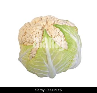 Cauliflower head with clipping path on white Stock Photo