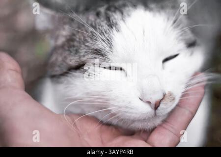 A hand gently strokes a very beautiful domestic cat Stock Photo