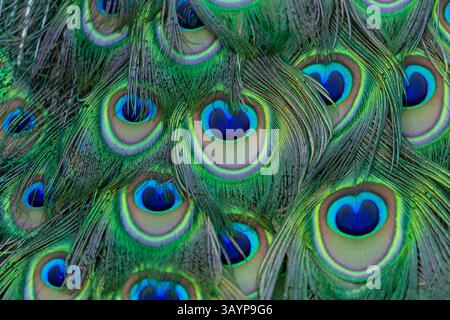 colorful peacock feathers as background, top view Stock Photo
