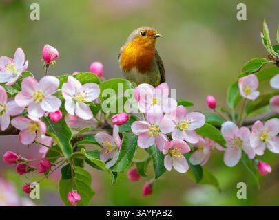 Little bird perching on branch of blossom apple tree with pink flowers. European robin. Erithacus rubecula Stock Photo