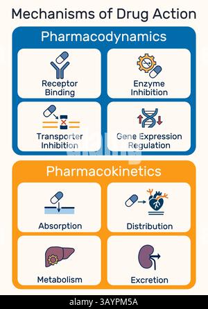 Mechanisms of drug action infographic. Pharmacodynamics and pharmacokinetics overview Stock Vector