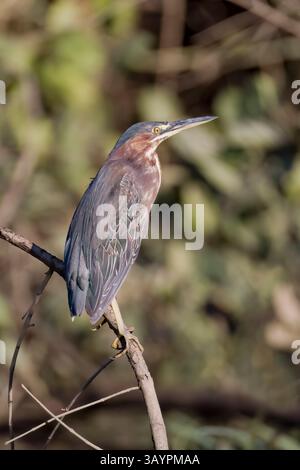 Green Heron perched in Costa Rica Stock Photo