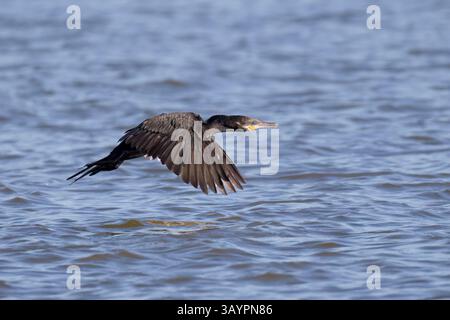 Neotropic Cormorant inn flight in Costa Rica Stock Photo