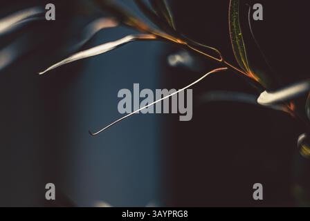 minimalistic composition featuring soft green leaves against green background Stock Photo