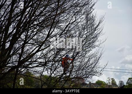 Tree surgeon at work in Batheaston, Somerset, UK Stock Photo