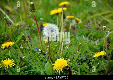 Taraxacum is a large genus of flowering plants in the family Asteraceae, which consists of species commonly known as dandelions. Stock Photo