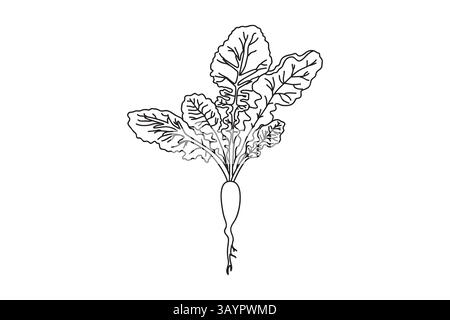 Line art botanical beet isolated on white background. Hand drawn outline plant vegetable vector illustration. Graphic design for Birthday Invitation C Stock Vector