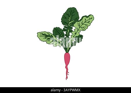 Hand drawn botanical juicy beet isolated on white background. Cartoon colorful plant vegetable vector illustration. Graphic design for Icon Sign Print Stock Vector