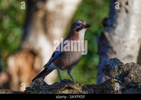 A Eurasian jay perched on a tree branch in a forest setting, with blurred green foliage in the background, capturing the bird's distinctive blue wing Stock Photo