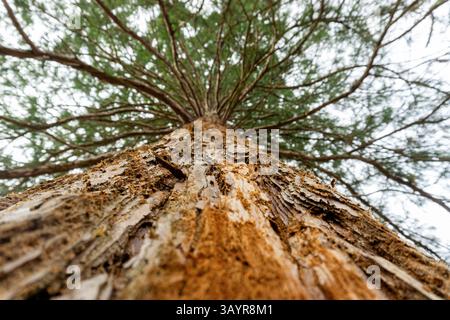 A towering sequoia captured from a low angle, focusing on its textured bark Stock Photo