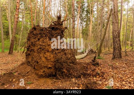 A fallen old tree in a pine forest Stock Photo
