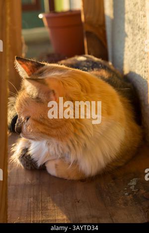 Black Mackerel Torbie and White Cat looking at the ground lying on a piece of wood catching the afternoon sun Stock Photo