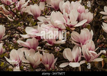 Magnolia blooming in spring Stock Photo