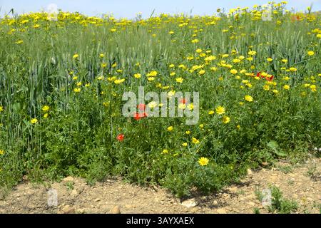 yellow wild flowers on background blurred spikes of wheat in countryside of Sicily, Italy Stock Photo