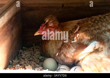 Brown hen is sitting on fresh eggs in a wooden nesting box inside a chicken coop Stock Photo