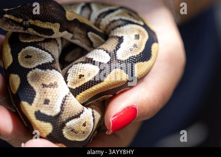 Close-up of the skin texture of a Mojave ball python. Stock Photo