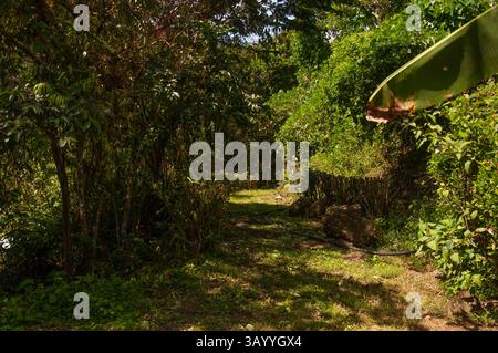 Sunlight filters through the canopy, illuminating a grassy path winding through dense tropical vegetation Stock Photo