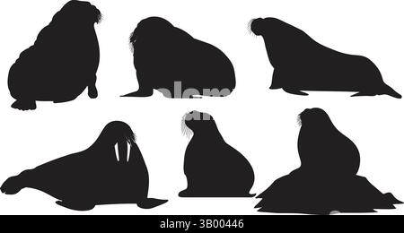 A collection of walrus silhouettes in various poses against a white background in a vector format Stock Vector