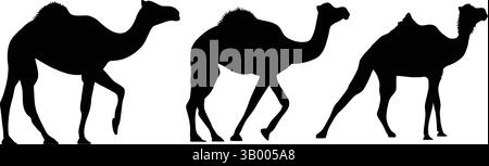 Three camel silhouettes in a row against a white background showing side profiles of the animals Stock Vector