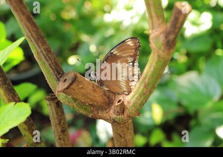 Beautiful Great Eggfly or Blue Moon Butterfly (Hypolimnas Bolina) Resting on a Tree Branch Stock Photo