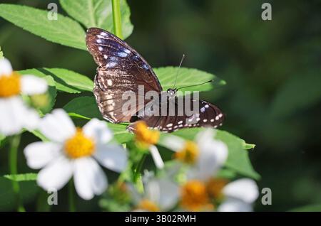 Hypolimnas bolina or the Blue Moon Butterfly with Changeable Dot Patterns on Flowering Shrub Stock Photo