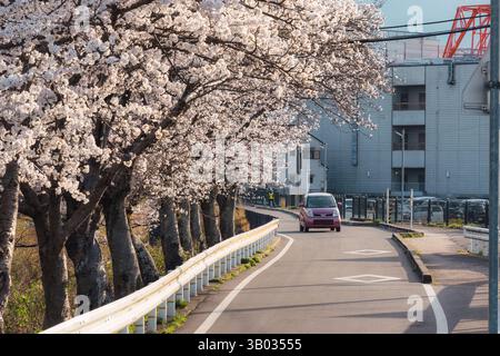 Full bloom cherry blossom or sakura tree blooming along canal with car driving on suburban road during springtime at Nara, Japan Stock Photo