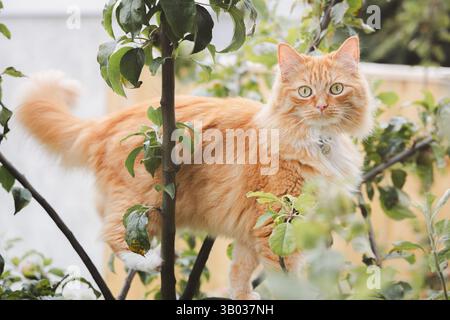 A curious ginger tabby cat climbs a tree in a lush garden, its wide-eyed stare capturing the playful essence of this adorable feline exploring the gre Stock Photo