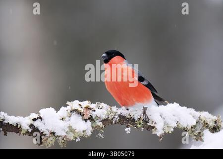 Eurasian bullfinch (Pyrrhula pyrrhula) male in snowfall sitting on a branch in the forest in early spring. Stock Photo