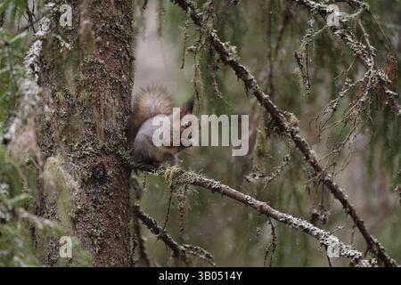 Red squirrel (Sciurus vulgaris) sitting on a spruce branch in snowfall feeding in early spring. Stock Photo