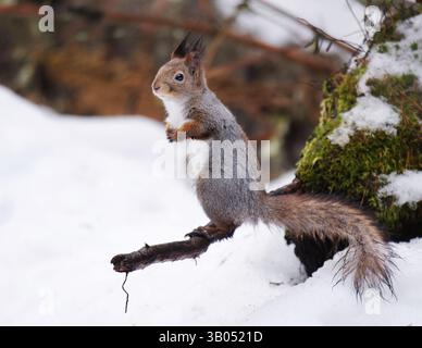 Red squirrel (Sciurus vulgaris) standing on a branch in winter. Stock Photo