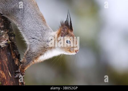 Red squirrel (Sciurus vulgaris) closeup climbing in a tree in winter. Stock Photo