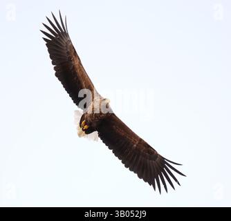 White-tailed eagle (Haliaeetus albicilla) flying in the sky in spring. Stock Photo