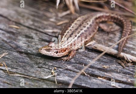 Viviparous lizard or common lizard, (Zootoca vivipara) basking on a log in summer. Stock Photo