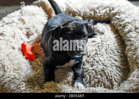 A black and white mixed breed puppy with one ear turned back lays on an off-white dog bed with an orange toy nearby. Stock Photo