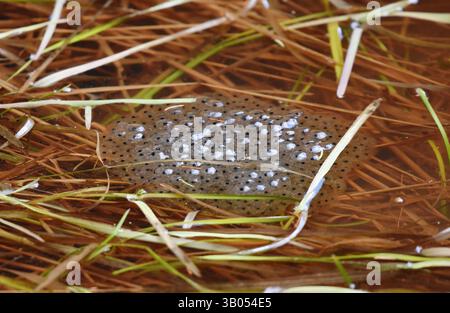 frog eggs in a pond in spring Stock Photo